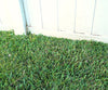 Grass Seed Mat a 1.500 CZK