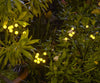 Starlyf Glow Lights 2x1 a 59,99€